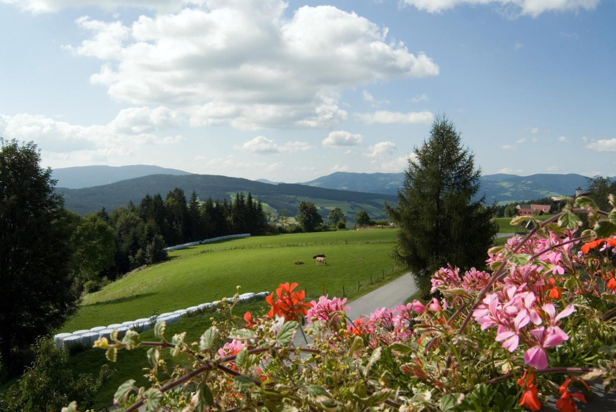 Wildwiesenhof Miesenbach  外观 照片