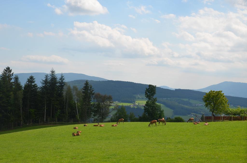 Wildwiesenhof Miesenbach  外观 照片