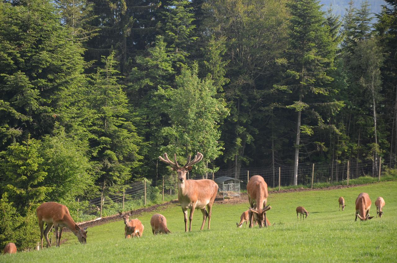 Wildwiesenhof Miesenbach  外观 照片